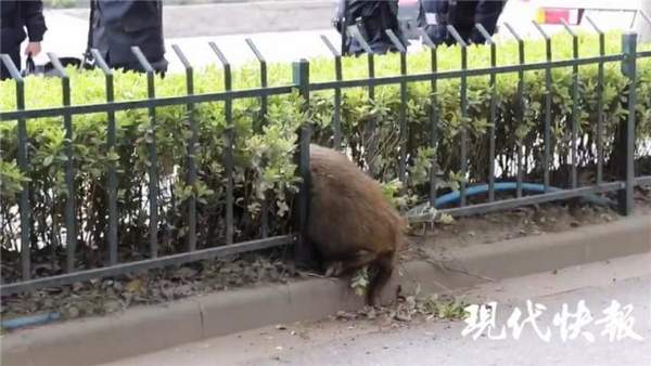 南京護(hù)欄網(wǎng)價格 南京護(hù)欄網(wǎng)價格